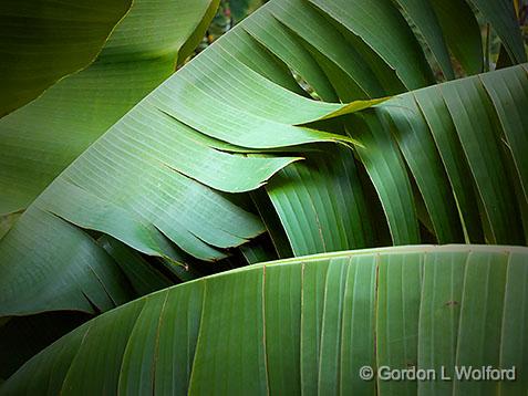 Really Big Leaves_01560.jpg - Photographed at Ottawa, Ontario, Canada.